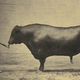 Image for article titled The 10 Most Surprising Origins of the Animals You Eat